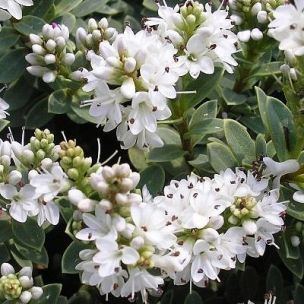 Véronique arbustive 'Sutherlandii' - Leaderplant