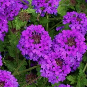 Verveine pourpre Homestead Purple - Leaderplant