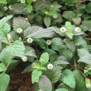 Verveine sucrante Bio - Leaderplant