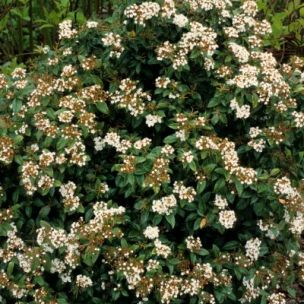 BON PLAN -50% Laurier Tin  - Leaderplant