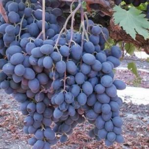 Vigne noire « sans pépins » Autumn Royal - Leaderplant