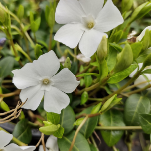 Pervenche à petites feuilles et fleurs Blanches en mini-motte - Leaderplant