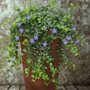 Pervenche à petites feuilles en mini-motte - Leaderplant