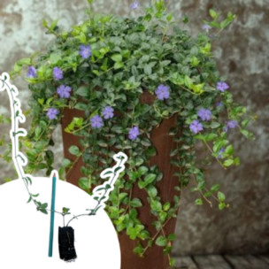 Pervenche à petites feuilles en mini-motte - Leaderplant