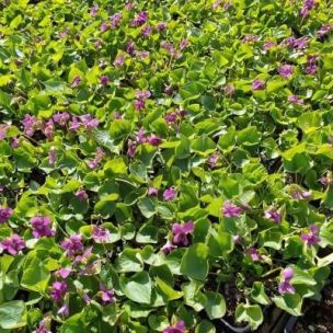Violette odorante à fleurs rouges - Leaderplant