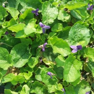 Violette odorante Konigin Charlotte - Leaderplant