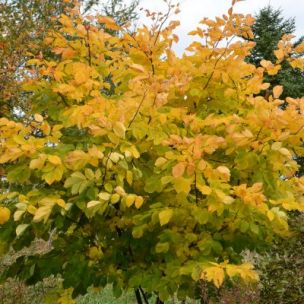 Virgilier à bois jaune - Leaderplant
