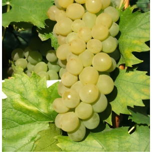 Vigne Amandin Ampelia ® - Leaderplant