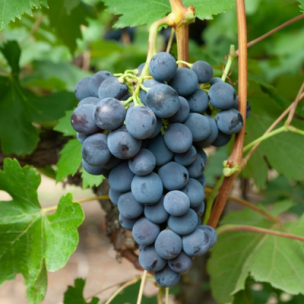 Vigne Galanth Ampelia ® - Leaderplant
