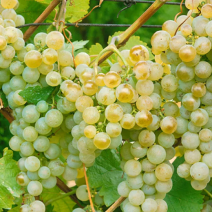 Vigne Garant Ampelia ® - Leaderplant