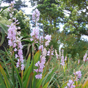 Watsonia de Pillans White Pink  - Leaderplant