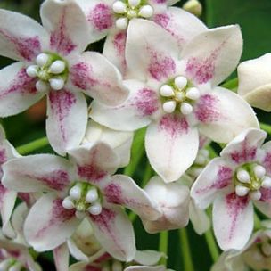 Wattakaka - Dregea - Leaderplant