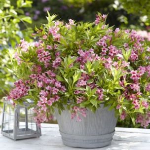 Weigela Picobella Rosa ® - Leaderplant