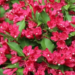 Weigelia Red Prince - Leaderplant