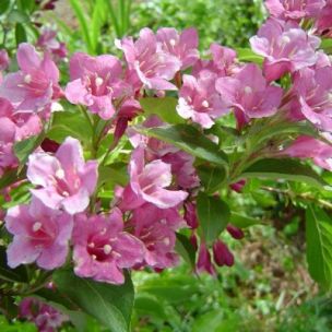 Weigelia à grandes fleurs - Leaderplant