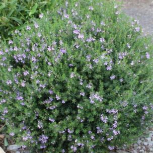 Westringia Blue Armor - Romarin australien - Leaderplant