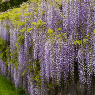 Glycine du Japon - Leaderplant