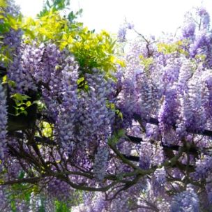 Glycine de Chine Caroline - Leaderplant