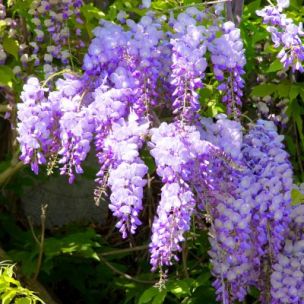 Glycine de Chine - Leaderplant