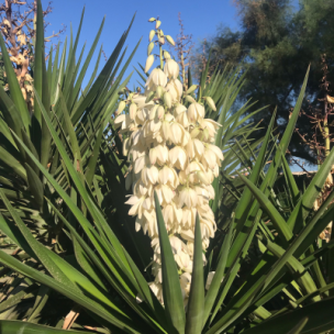 Yucca à feuilles d’aloès  - Leaderplant