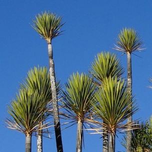 Yucca arborescent - Leaderplant