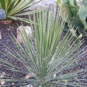 Yucca constricta - Leaderplant