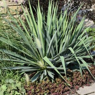 Yucca Flaccida - Aiguille d'Adam - Leaderplant