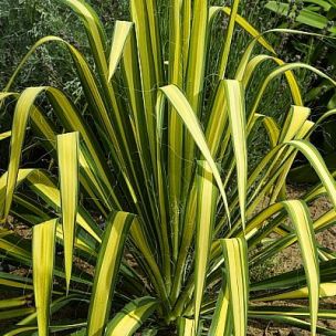 Yucca panaché 'Golden Sword' - Leaderplant