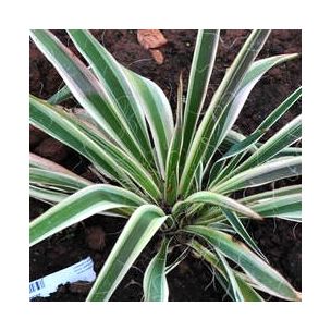 Yucca 'Ivory Towers' - Leaderplant