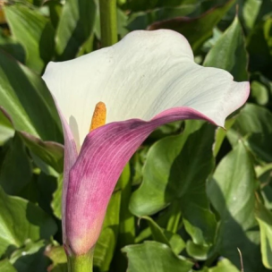 Arum d’Éthiopie Purple White  - Leaderplant
