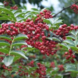 Poivrier du Sichuan bungeanum - Leaderplant