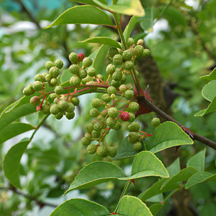 Poivrier de Corée  - Leaderplant