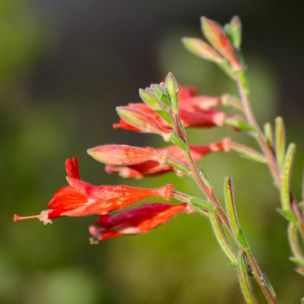Fuchsia de Californie / Zauschneria californica Western Hills - Leaderplant