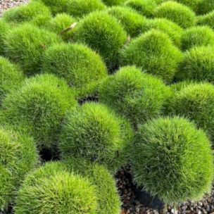 Zoysia - Gazon des Mascareignes en mini-motte - Leaderplant