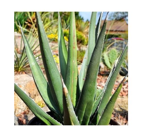 parry's agave Agave Parryi Artichoke 'Truncata' Mescal Agave main image 0