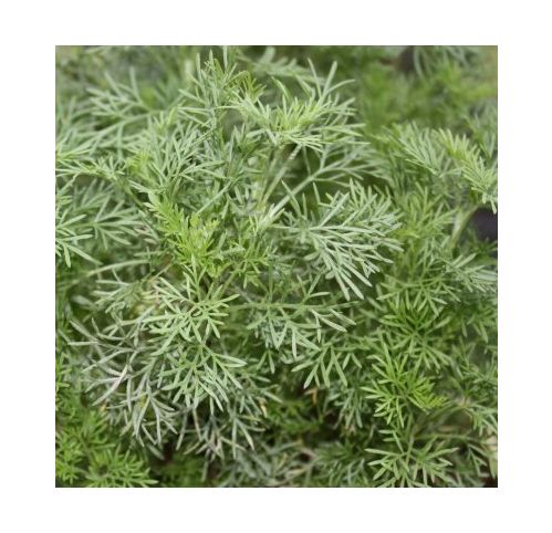 Armoise Cola - Cola Vgtal - Artmisia 'Cola' - Vente en ligne de plants  de Armoise Cola - Cola Vgtal - Artmisia 'Cola' pas cher | Leaderplant