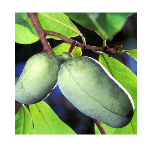 chaussure prima donna vente en ligne