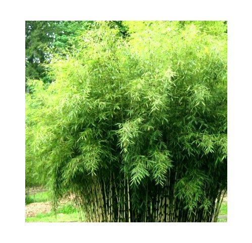 glücksfeder grün Zamioculcas Zamiifolia Glücksfeder – vielgrün