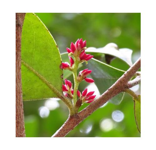Distilium Racemocum Distylium racemosum - Vente en ligne de plants de Distylium racemosum ...