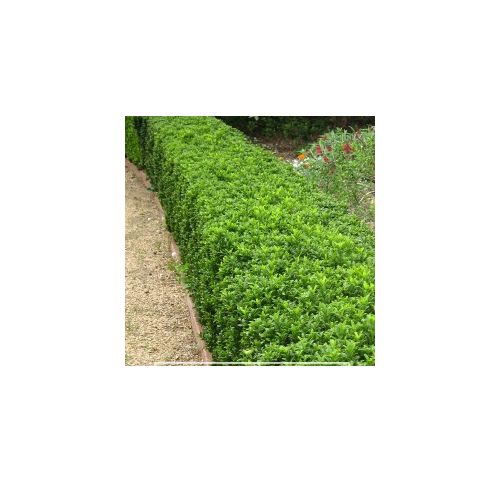 12 Plants De Fusain Du Japon Microphyllus En Pot 9x9 Cm - Arbuste Persistant à Petites Feuilles, Haie Basse, Facile D'entretien