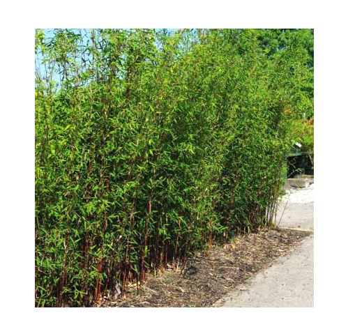 fargesia rufa teilen XXL Fargesia Rufa Bambus 180 cm im Topf – Winterharter Schirmbambus bis 2,5  m – Sichtschutz Bambus ohne Rhizomsperre – Heckenbambus Garten