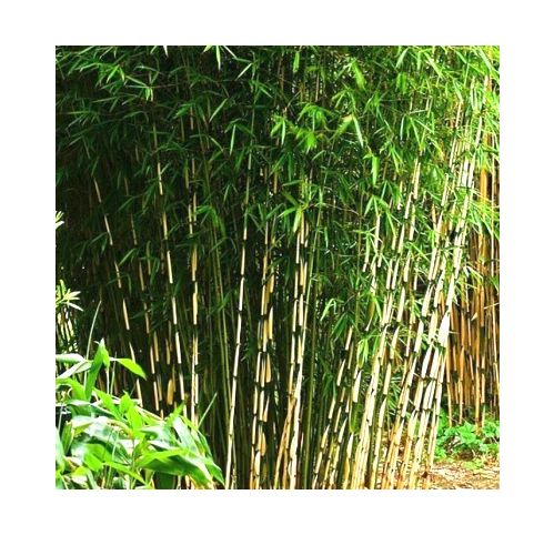 Haie Brise-vue Balcon Bambou Campbell en KIT - Vente en ligne de plants de  Haie Brise-vue Balcon Bambou Campbell en KIT pas cher