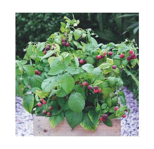 Framboisier nain sans épines - Vente Rubus idaeus 'Little Sweet Sister