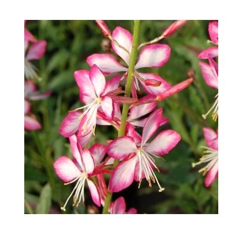 Gaura Bicolor - Vente en ligne de plants de Gaura Bicolor pas cher |  Leaderplant