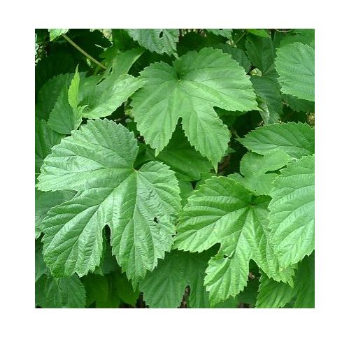 Houblon - Vente en ligne de plants de Houblon pas cher | Leaderplant