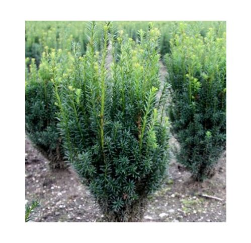 zimmerpflanze kleine dicke bltter Ficus Elastica Cloe Gummibaum 65cm  Zimmerpflanze im weien bertopf