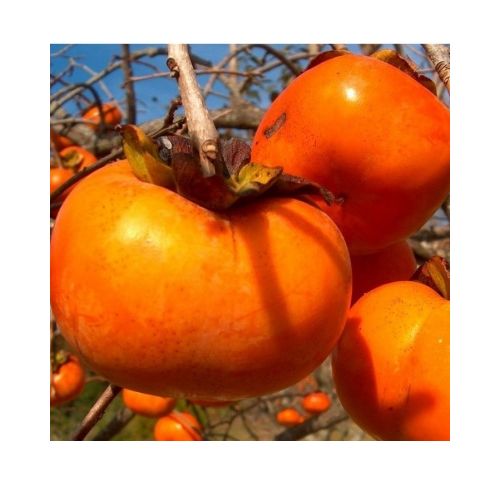 Arbre Fruitier Kaki Pomme ‘Hana Fuyu’ – Pot 24 Cm – Hauteur Max 170 Cm – Environ 4 Ans