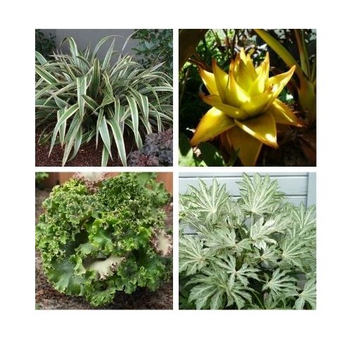 KIT Jardin Exotique à l'ombre - Vente en ligne de plants de KIT Jardin  Exotique à l'ombre pas cher | Leaderplant