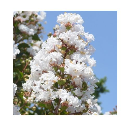Lilas Des Indes Blanc