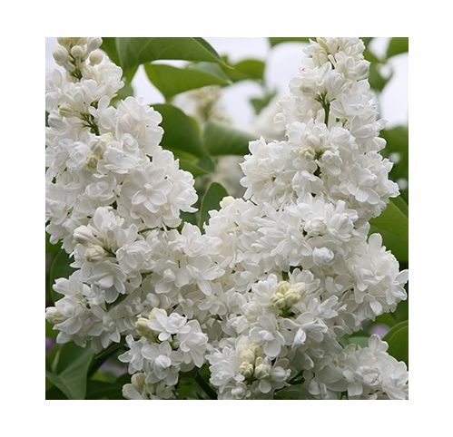 Lilas Blanc Madame Lemoine - Vente en ligne de plants de Lilas Blanc Madame  Lemoine pas cher | Leaderplant